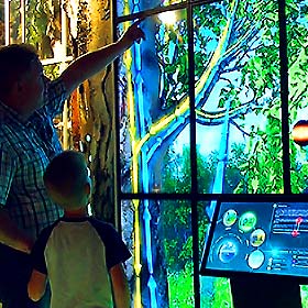 Интерактивная экспозиция «Мир дерева» для Дарвиновского музея