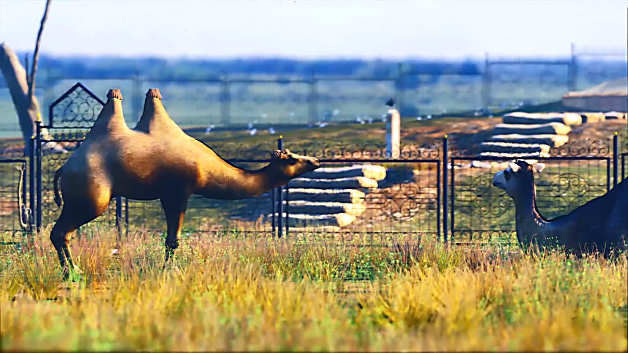 Верблюды на территории комплекса «Бокей Орда».